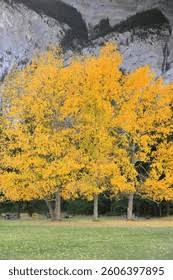 Attēlu rezultāti vaicājumam “Populus x petrowskyana leaf”