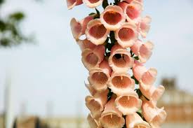 Attēlu rezultāti vaicājumam “Digitalis purpurea fruit”