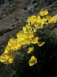 Image result for Alpenmohn