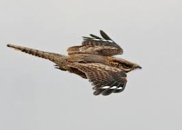 Image result for Caprimulgus ruficollis