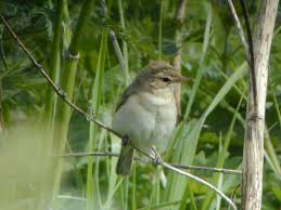 Image result for Hippolais caligata