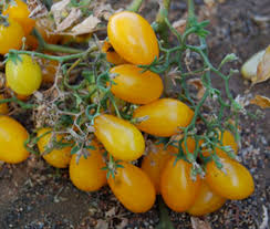 Afbeeldingsresultaat voor northern lights tomato