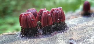 Attēlu rezultāti vaicājumam “Symphytocarpus flaccidus spores”