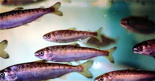 Image result for Oncorhynchus kisutch