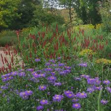 Image result for Aster amellus