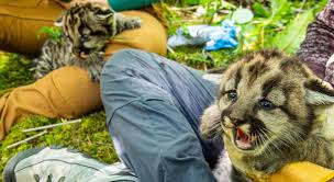 Image result for Craigmount Cougars