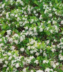Attēlu rezultāti vaicājumam “Aronia melanocarpa flower”