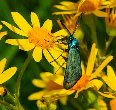 Attēlu rezultāti vaicājumam “Adscita statices”