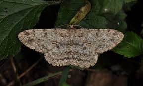 Attēlu rezultāti vaicājumam “Hypomecis punctinalis”