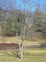 Attēlu rezultāti vaicājumam “Malus prunifolia”