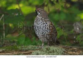 Attēlu rezultāti vaicājumam “Tetrastes bonasia juvenile”