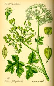 Attēlu rezultāti vaicājumam “Heracleum”