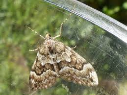 Attēlu rezultāti vaicājumam “Thera variata”