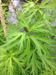 Attēlu rezultāti vaicājumam “Aconitum napellus leaf”