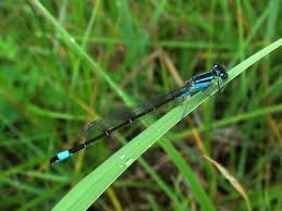 Attēlu rezultāti vaicājumam “Ischnura elegans”