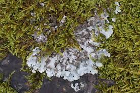 Attēlu rezultāti vaicājumam “Hypotrachyna sp.”