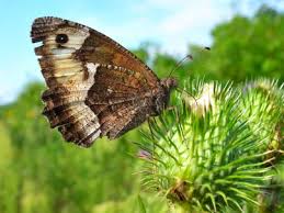 Attēlu rezultāti vaicājumam “Hipparchia alcyone”