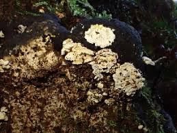 Attēlu rezultāti vaicājumam “Antrodiella semisupina”