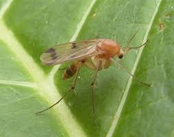 Attēlu rezultāti vaicājumam “Mycetophilidae”