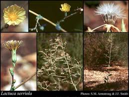 Attēlu rezultāti vaicājumam “Lactuca serriola”