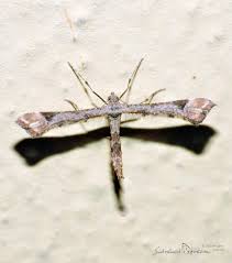 Attēlu rezultāti vaicājumam “Platyptilia gonodactyla”