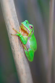 Attēlu rezultāti vaicājumam “Hyla arborea adult”