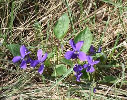 Attēlu rezultāti vaicājumam “Viola hirta flower”
