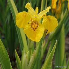 Attēlu rezultāti vaicājumam “Iris pseudacorus”
