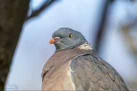 Attēlu rezultāti vaicājumam “Columba palumbus”