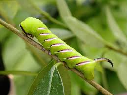 Attēlu rezultāti vaicājumam “Sphinx ligustri larva”