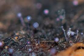 Attēlu rezultāti vaicājumam “Cribraria violacea”