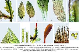 Attēlu rezultāti vaicājumam “Plagiothecium denticulatum”