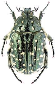 Attēlu rezultāti vaicājumam “Oxythyrea funesta imago”