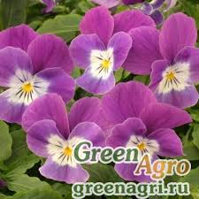 Attēlu rezultāti vaicājumam “Viola x williamsii”