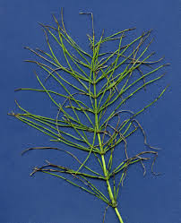 Attēlu rezultāti vaicājumam “Equisetum pratense”