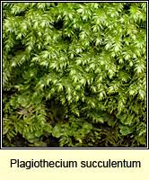 Attēlu rezultāti vaicājumam “Plagiothecium succulentum”
