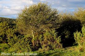 Attēlu rezultāti vaicājumam “Padus avium fruit”