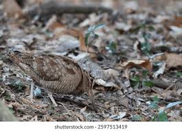 Attēlu rezultāti vaicājumam “Scolopax rusticola nest”