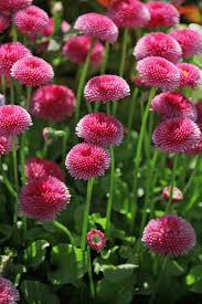 Image result for Bellis perennis