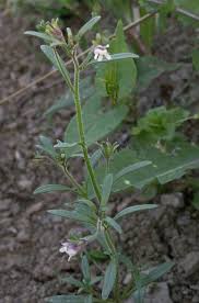 Attēlu rezultāti vaicājumam “Microrrhinum minus leaf”