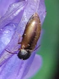 Attēlu rezultāti vaicājumam “Dalopius marginatus”