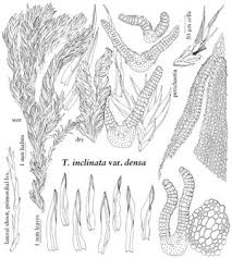 Attēlu rezultāti vaicājumam “Tortella inclinata”