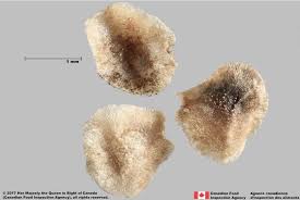 Attēlu rezultāti vaicājumam “Linaria vulgaris fruit”