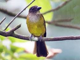 Attēlu rezultāti vaicājumam “Licea chelonoides sessile”