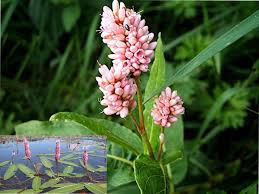 Attēlu rezultāti vaicājumam “Polygonum amphibium flower”