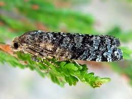 Attēlu rezultāti vaicājumam “Retinia resinella”