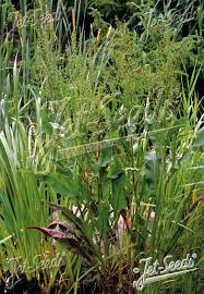 Attēlu rezultāti vaicājumam “Rumex hydrolapathum”