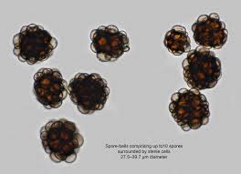 Attēlu rezultāti vaicājumam “Urocystis anemones spores”