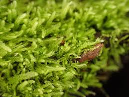 Attēlu rezultāti vaicājumam “Cephalozia bicuspidata sporophyte”