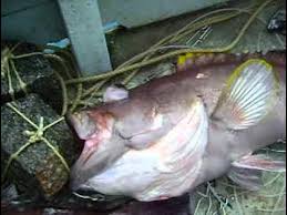 Image result for Hyporthodus niveatus